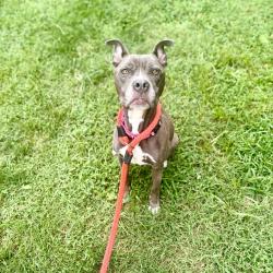 Shelter Stray Female Dog last seen , Animal Care & Control Team of Philly, 111 W Hunting Park Ave, Philadelphia, PA 19140, USA