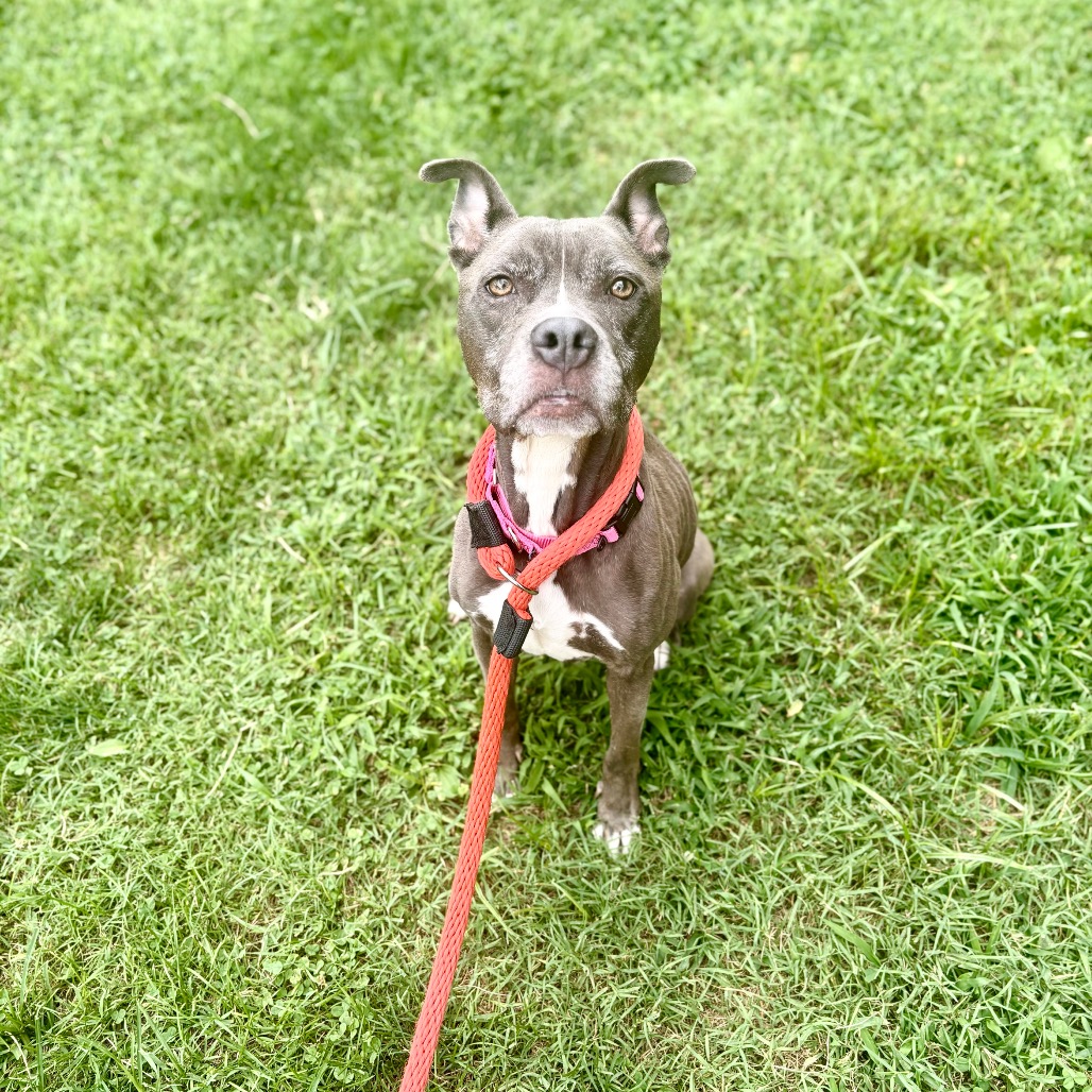 Shelter Stray Female Dog last seen , Animal Care & Control Team of Philly, 111 W Hunting Park Ave, Philadelphia, PA 19140, USA