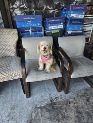 Reunited Female Dog last seen 3rd ave, Los Angeles, CA 90043