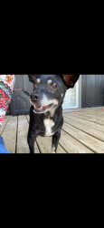 Lost Male Dog last seen Edgecliff, Old Crowley, Fort Worth, TX 76134