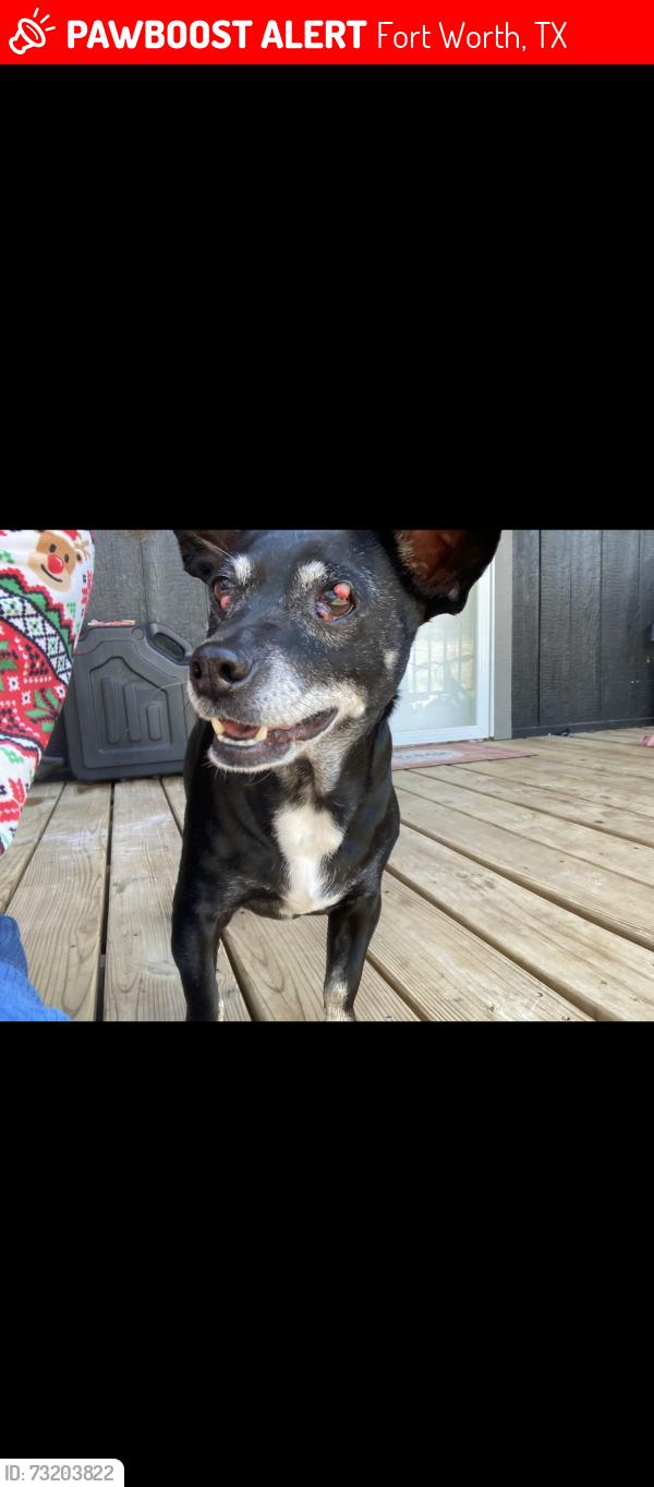 Lost Male Dog last seen Edgecliff, Old Crowley, Fort Worth, TX 76134