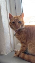 Lost Female Cat last seen Brixham Gardens, IG3 9AZ, Greater London, England IG3 9AZ