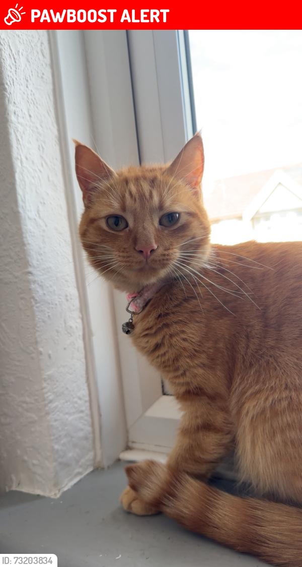 Lost Female Cat last seen Brixham Gardens, IG3 9AZ, Greater London, England IG3 9AZ