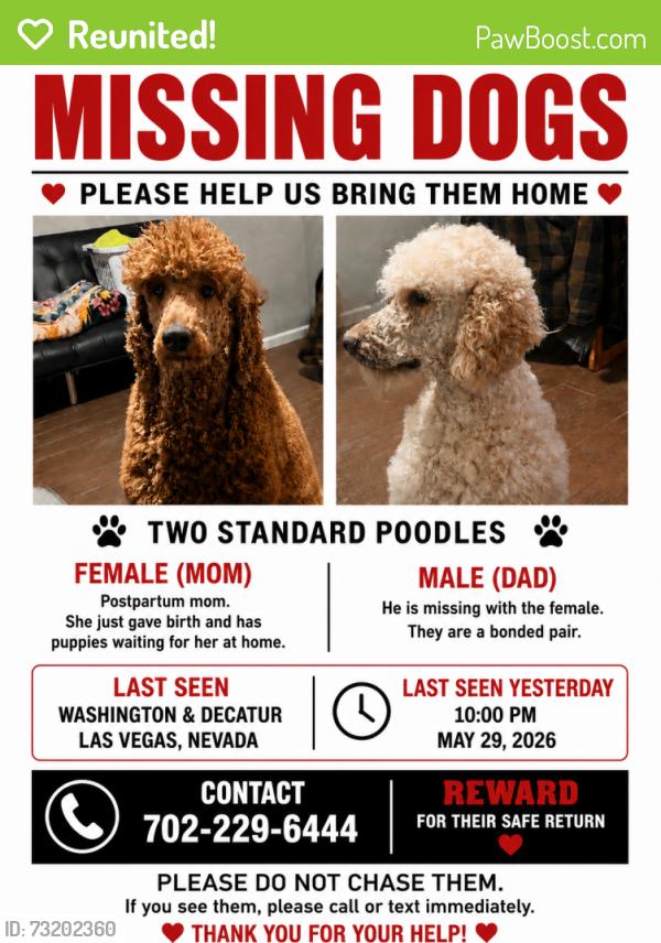 Reunited Male Dog last seen WASHINGTON AND DECATUR, Las Vegas, NV 89107