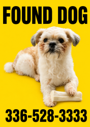 Found/Stray Male Dog last seen Mid Salem Ct & Stratford RD, Winston-Salem, NC 27103