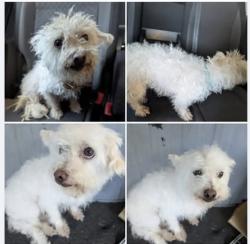 Found/Stray Male Dog last seen J8 and 25th Palmdale California, Palmdale, CA 93350