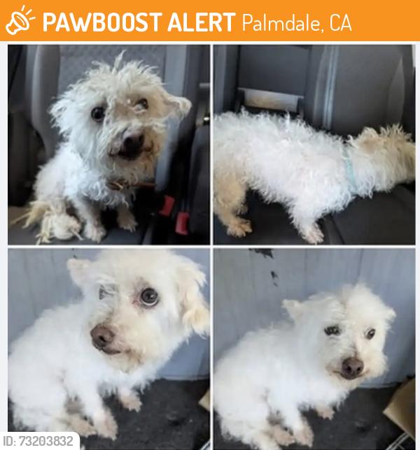 Found/Stray Male Dog last seen J8 and 25th Palmdale California, Palmdale, CA 93350