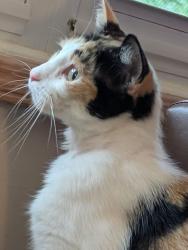 Found/Stray Female Cat last seen Drape rd, Lawton, MI 49065