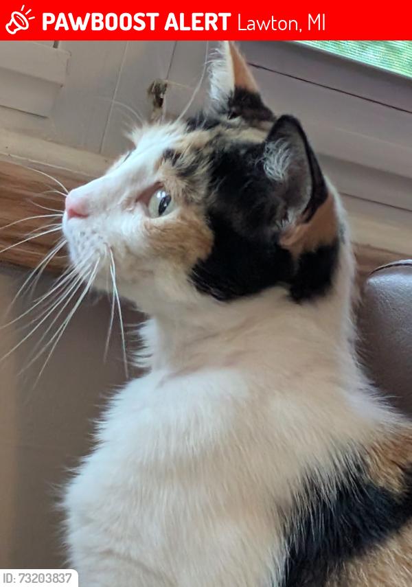 Found/Stray Female Cat last seen Drape rd, Lawton, MI 49065