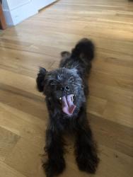 Found/Stray Male Dog last seen Near highland park, Richmond, VA 23222