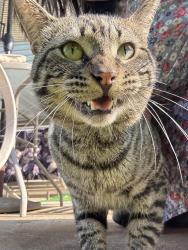 Found/Stray Female Cat last seen Wynfield, Jonesboro, GA 30238