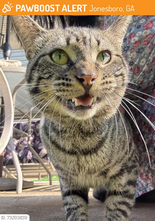 Found/Stray Female Cat last seen Wynfield, Jonesboro, GA 30238