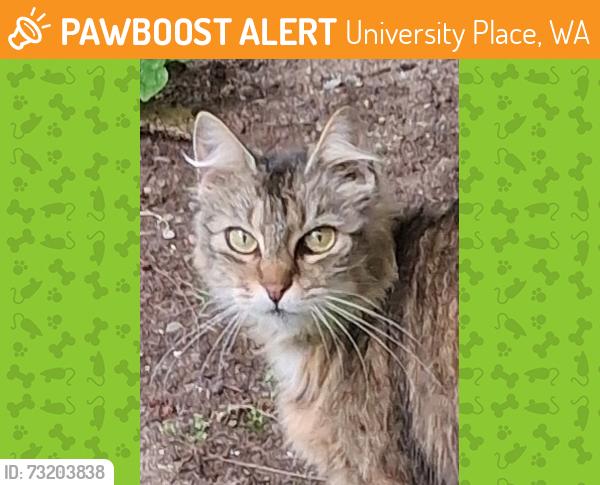 Found/Stray Female Cat last seen 52nd and Cirque, University Place, WA 98467