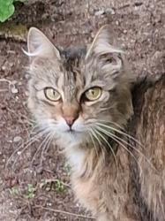 Found/Stray Female Cat last seen 52nd and Cirque, University Place, WA 98467