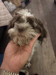Found/Stray Female Dog last seen Arrowword and Anthony st, Fort Worth, TX 76115