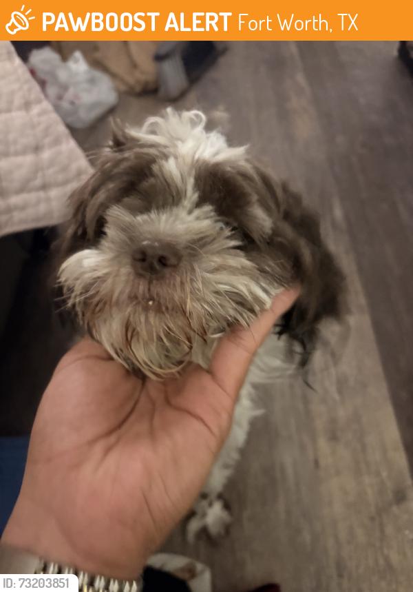 Found/Stray Female Dog last seen Arrowword and Anthony st, Fort Worth, TX 76115