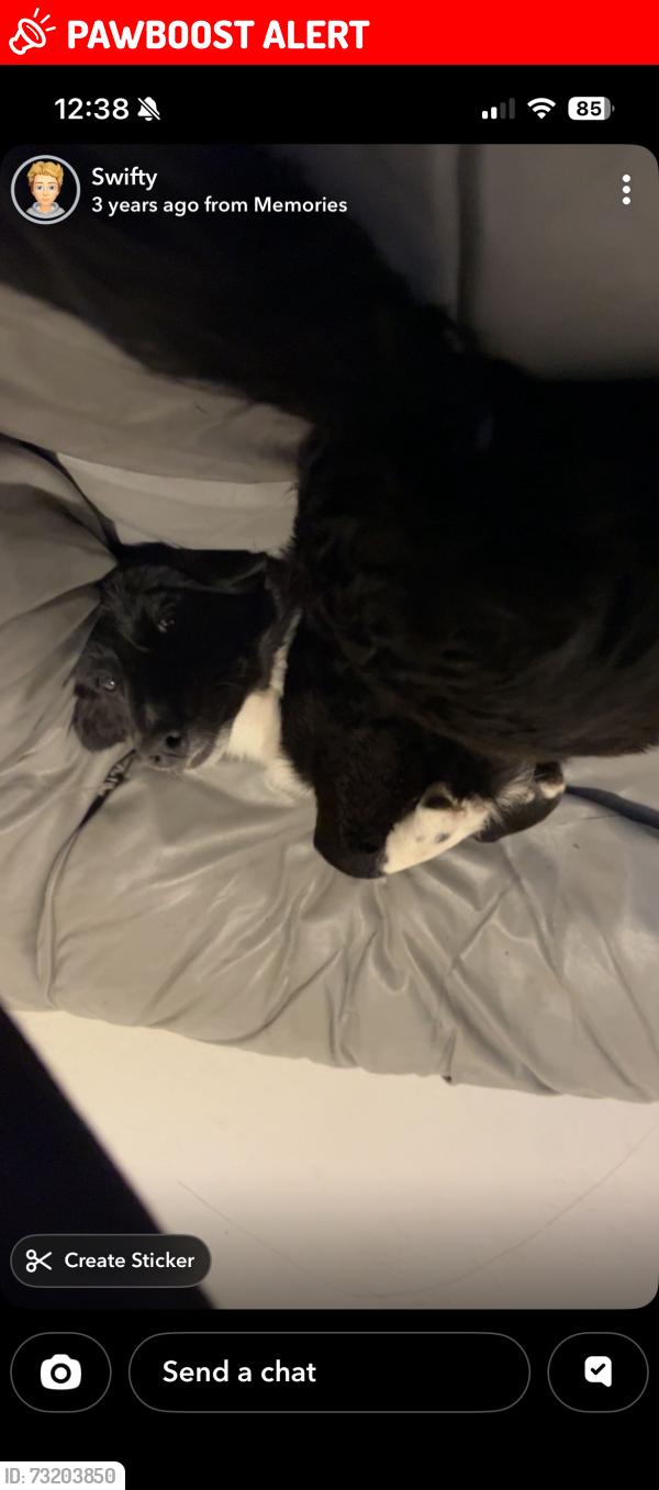 Lost Male Dog last seen Near E Cheyenne Rd, Colorado Springs, CO 80905