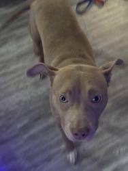 Found/Stray Female Dog last seen Near linden St and Vine St, Elmwood Place, OH 45216