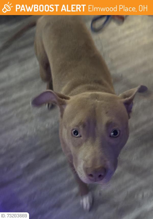 Found/Stray Female Dog last seen Near linden St and Vine St, Elmwood Place, OH 45216