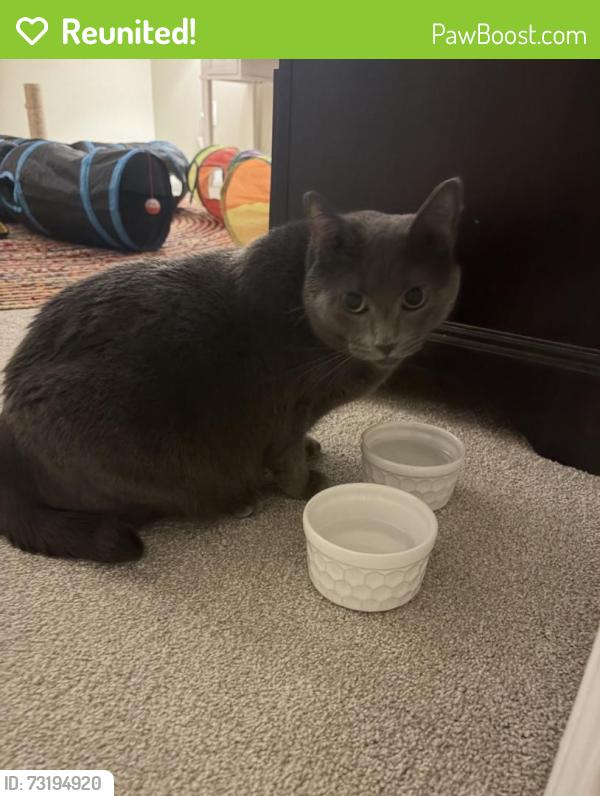 Reunited Female Cat last seen Crowne Springs Circle, Louisville, KY 40241