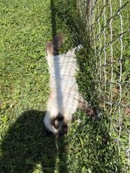 Found/Stray Unknown Cat last seen Klatte Rd & Salt Barg Run, Summerside, OH 45244