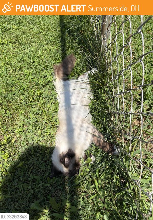 Found/Stray Unknown Cat last seen Klatte Rd & Salt Barg Run, Summerside, OH 45244