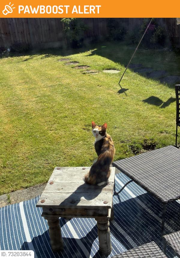 Found/Stray Unknown Cat last seen In our back garden,, Orrell, England WN5 7JF