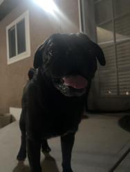 Found/Stray Male Dog last seen Near Oaks, Tulare, CA 93274