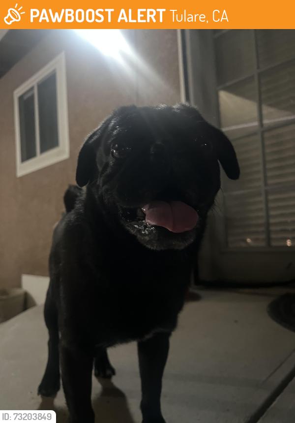 Found/Stray Male Dog last seen Near Oaks, Tulare, CA 93274