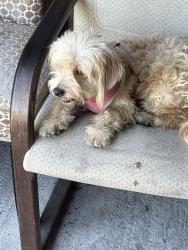 Reunited Unknown Dog last seen So Cal Smogs, Los Angeles, CA 90043