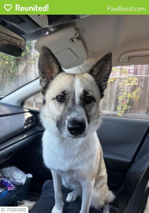 Reunited Female Dog last seen Harrier St, Oakland, CA 94619