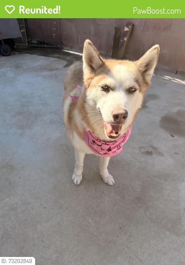 Reunited Female Dog last seen Near Palmdale Blvd and 40th st East, Palmdale, CA 93550