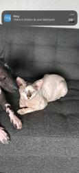 Reunited Male Cat last seen Near W Coolidge Ave, Anaheim, CA 92801, USA, Anaheim, CA 92801