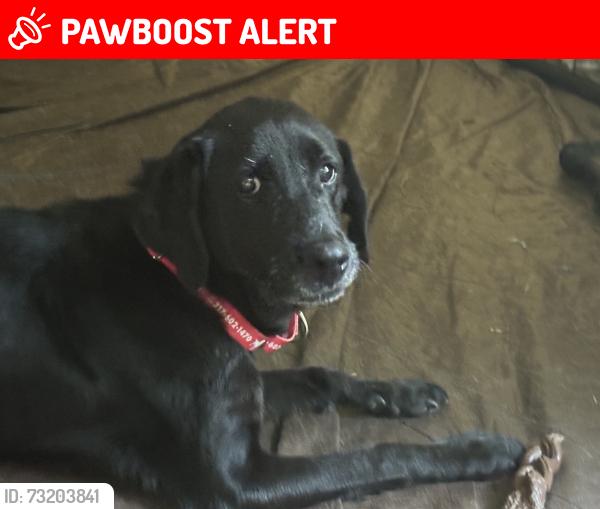 Lost Female Dog last seen 800w off bethel pike and 385n area, Harrison Township, IN 47396