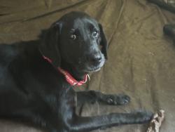 Lost Female Dog last seen 800w off bethel pike and 385n area, Harrison Township, IN 47396
