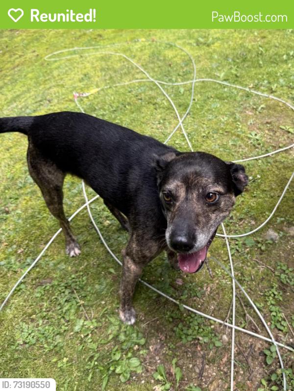 Reunited Male Dog last seen Parris Branch Rd, Jackson County, NC 28779