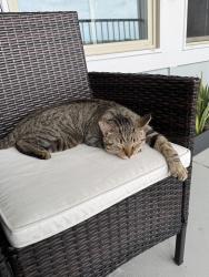 Lost Male Cat last seen College Park Drive and Campus Village Drive, Round Rock, TX 78665