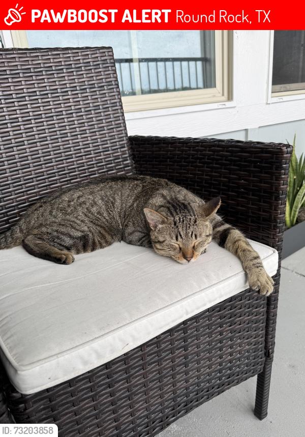 Lost Male Cat last seen College Park Drive and Campus Village Drive, Round Rock, TX 78665