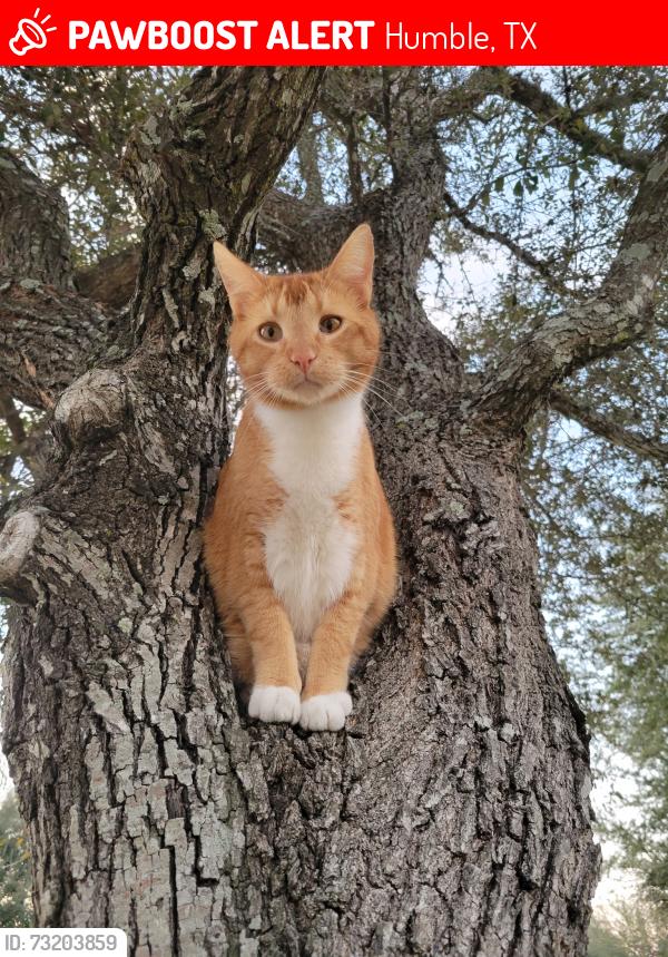 Lost Male Cat last seen Lee rd & FM 1960, Humble, TX 77338