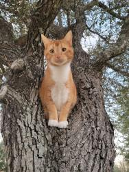 Lost Male Cat last seen Lee rd & FM 1960, Humble, TX 77338