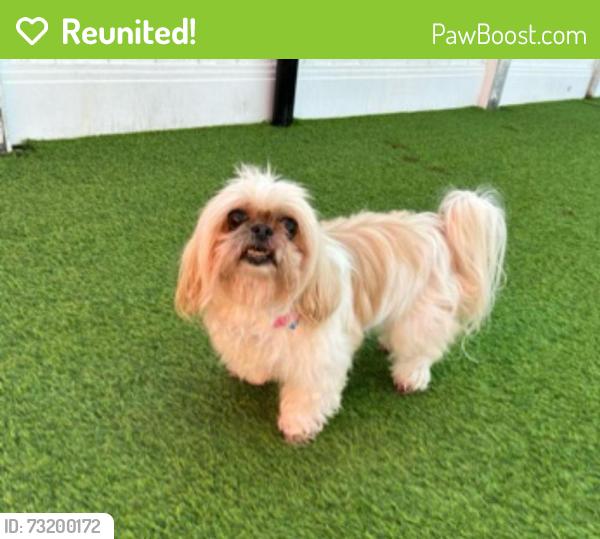 Reunited Female Dog last seen 209th, Torrance, CA 90501