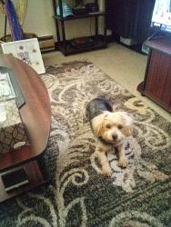 Lost Female Dog last seen Guildford Avenue Blaine St., Lexington Avenue, High Point, NC 27264