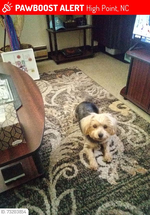 Lost Female Dog last seen Guildford Avenue Blaine St., Lexington Avenue, High Point, NC 27264