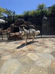Reunited Female Dog last seen Pacific Crest and Camino del Avion, Laguna Niguel, CA 92677