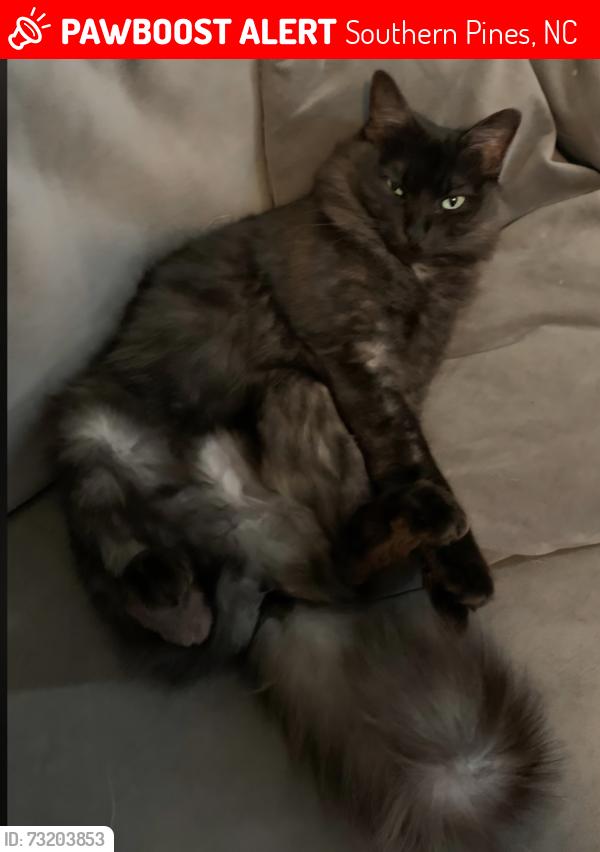 Lost Female Cat last seen Arboretum and S Knoll Road, Southern Pines, NC 28387