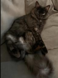 Lost Female Cat last seen Arboretum and S Knoll Road, Southern Pines, NC 28387