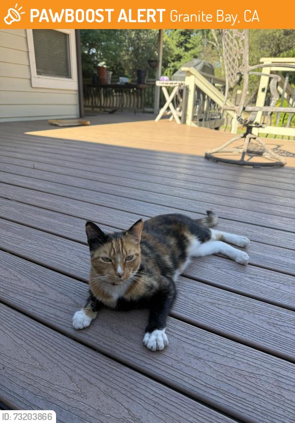 Found/Stray Female Cat last seen Douglas and Sierra College, Granite Bay, CA 95746