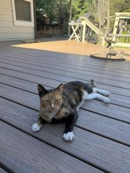 Found/Stray Female Cat last seen Douglas and Sierra College, Granite Bay, CA 95746