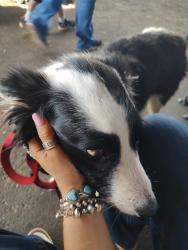 Reunited Female Dog last seen NW Shelton Rd and West side Rd Carlton Oregon, Carlton, OR 97111