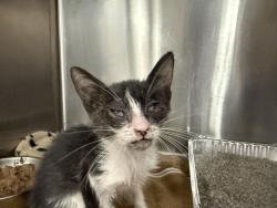Shelter Stray Male Cat last seen Near BLOCK GARBO DR, INDIO, CA, 72050 Pet Land Pl, Thousand Palms, CA 92276, USA